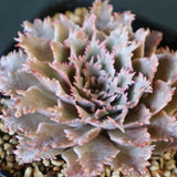 Graptoveria Starfire　19