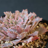 Graptoveria Starfire　19