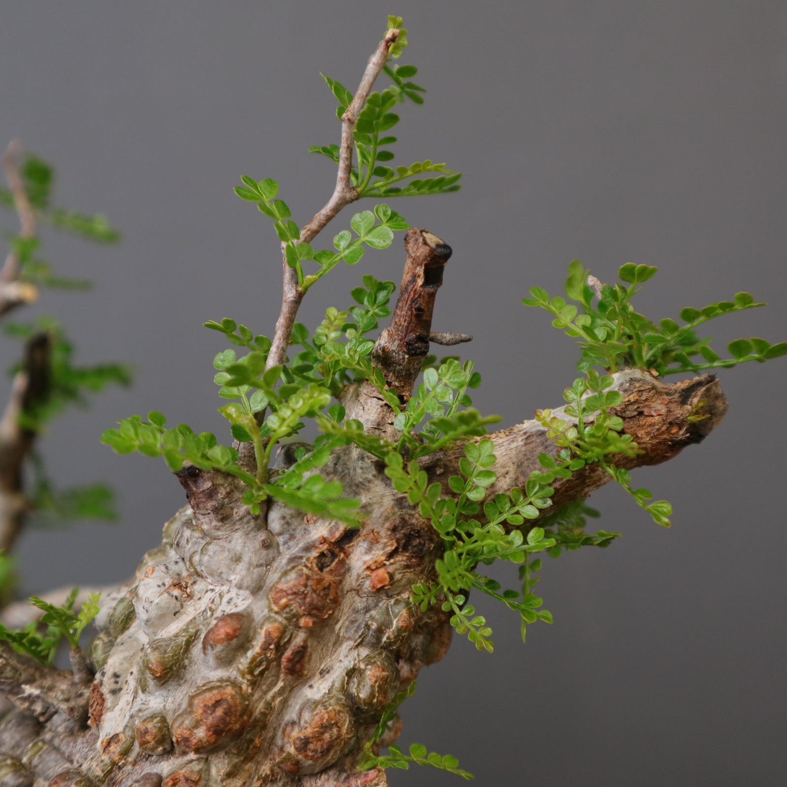 宮島將實陶器鉢】O.パキプス 0730 – TaiShoDo ONLINE SHOP