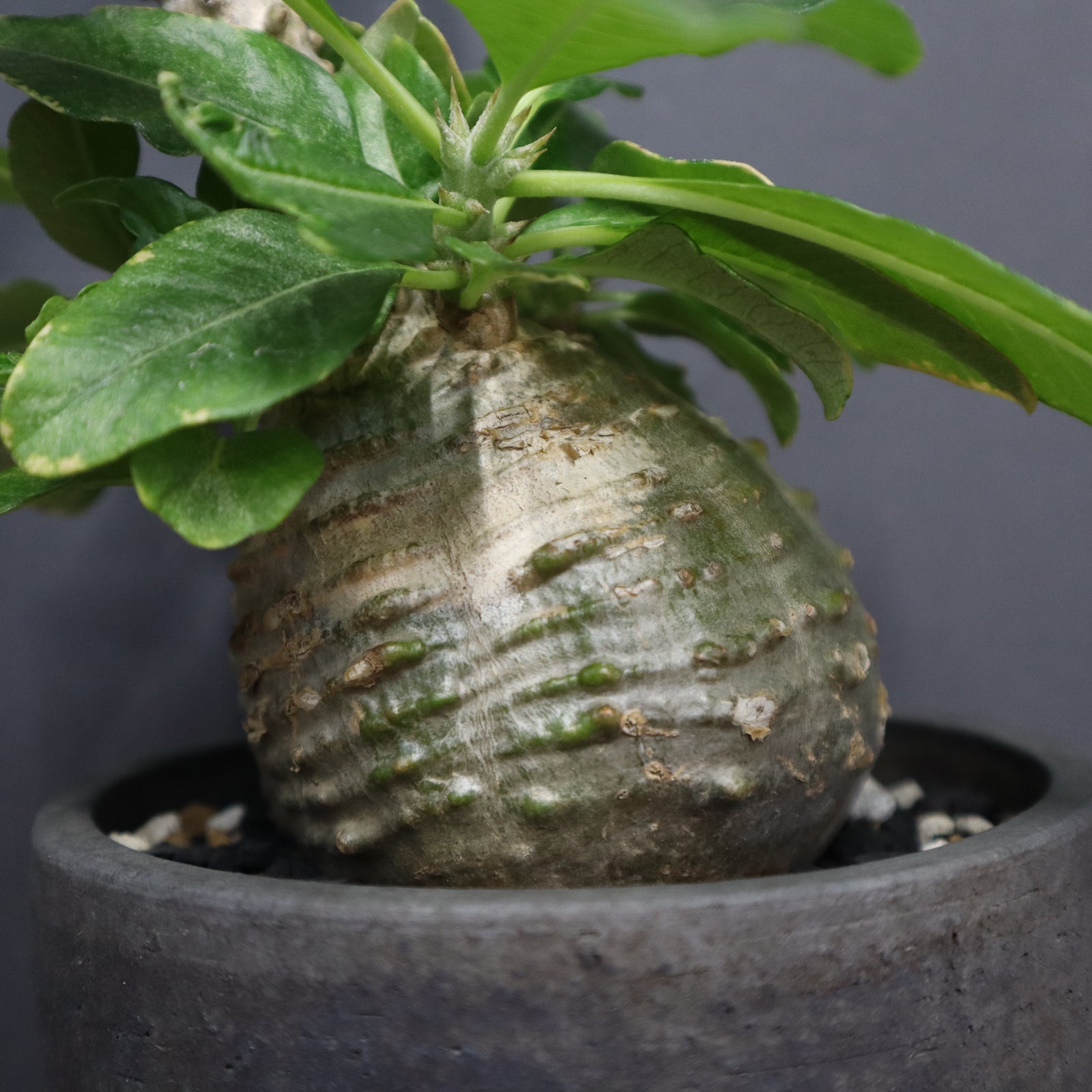 P・ウィンゾリー 25 – TaiShoDo ONLINE SHOP