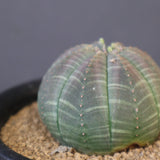 E.オベサ EC3549