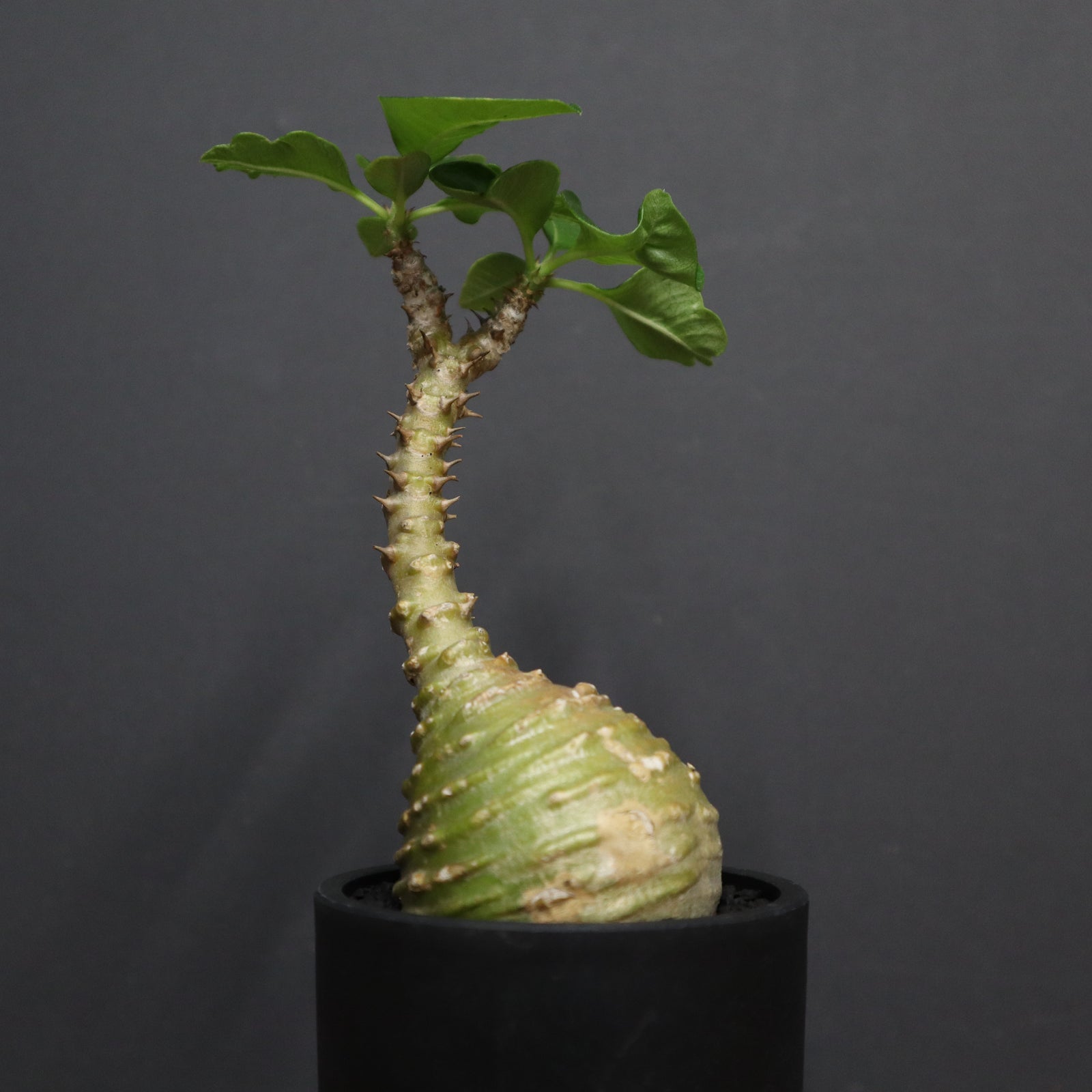 P.ウィンゾリー 74 – TaiShoDo ONLINE SHOP