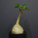 P.ウィンゾリー 74