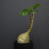 P.ウィンゾリー 74