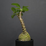 P.ウィンゾリー 74