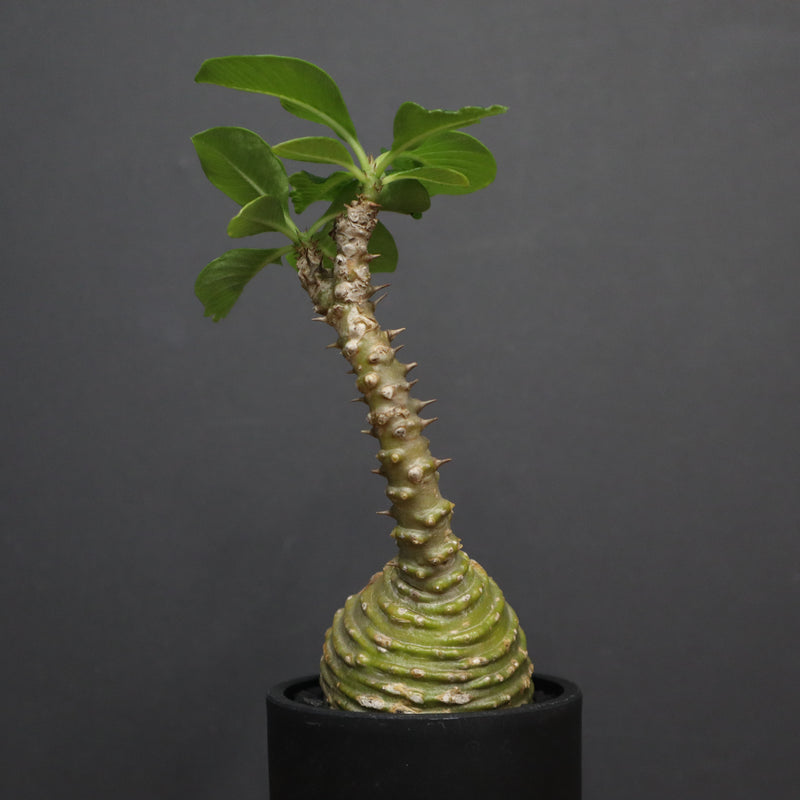 P.ウィンゾリー 74