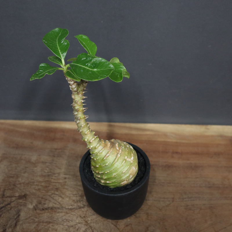 P.ウィンゾリー 74