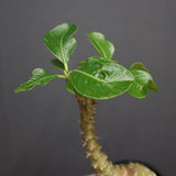 P.ウィンゾリー 74