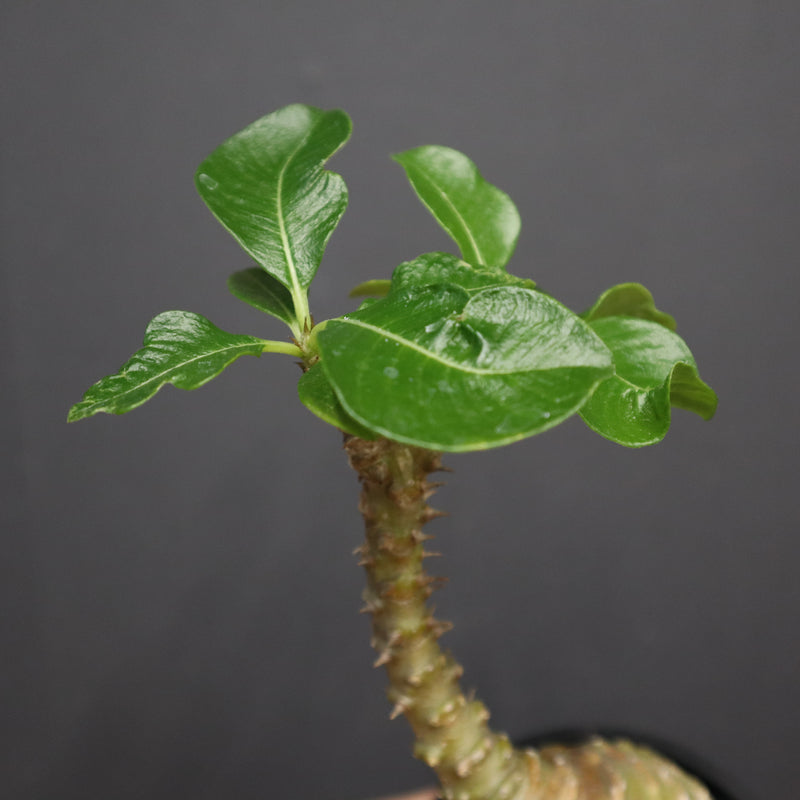 P.ウィンゾリー 74