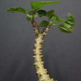 P.ウィンゾリー 74