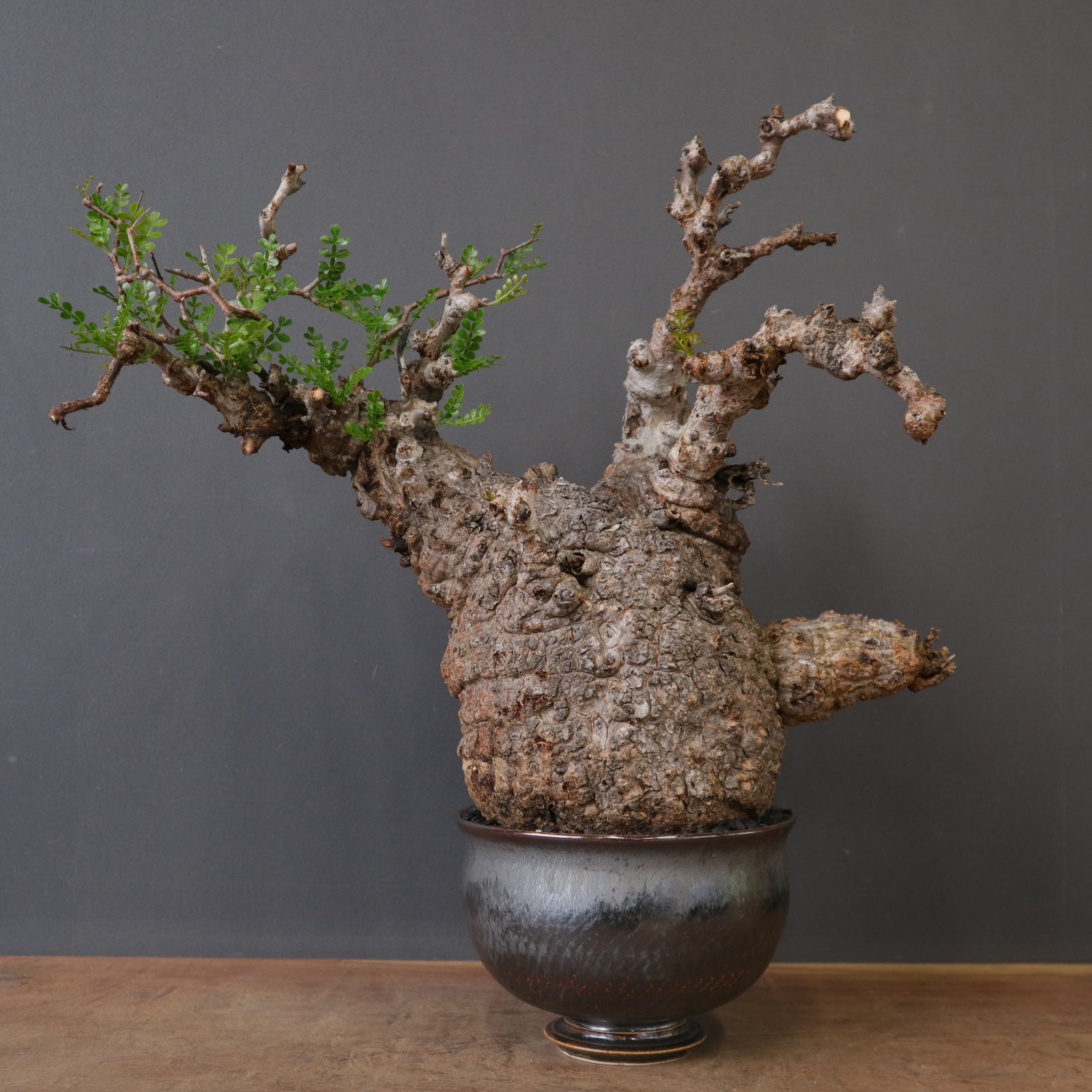 美品 中川智治 作家鉢 植木鉢 発泡 アガベ グラキリス パキプス 塊根 中川智治陶器鉢】O.パキプス 0754 – TaiShoDo ONLINE SHOP