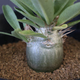 P.レアリー (実生) EC3552
