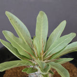 P.レアリー (実生) EC3552