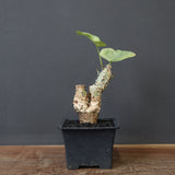 A.アクレアータ 24