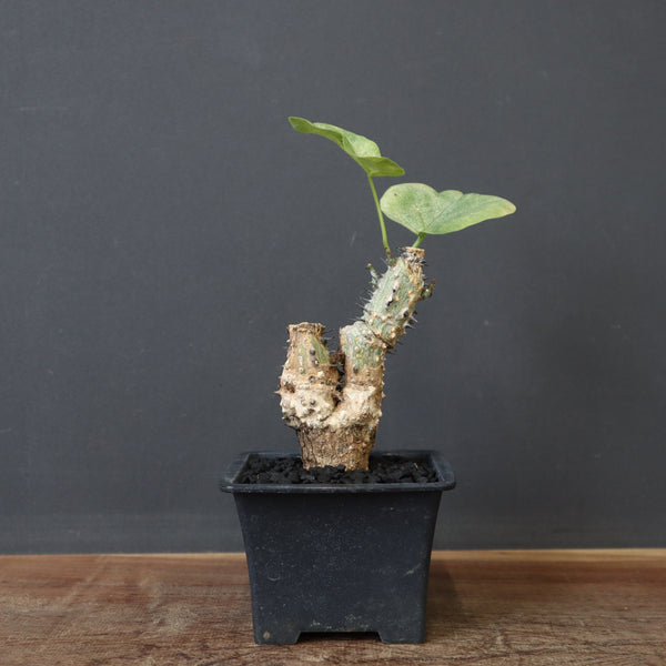 A.アクレアータ 24