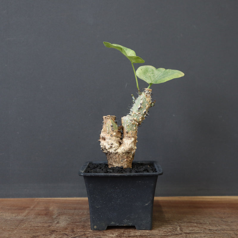 A.アクレアータ 24