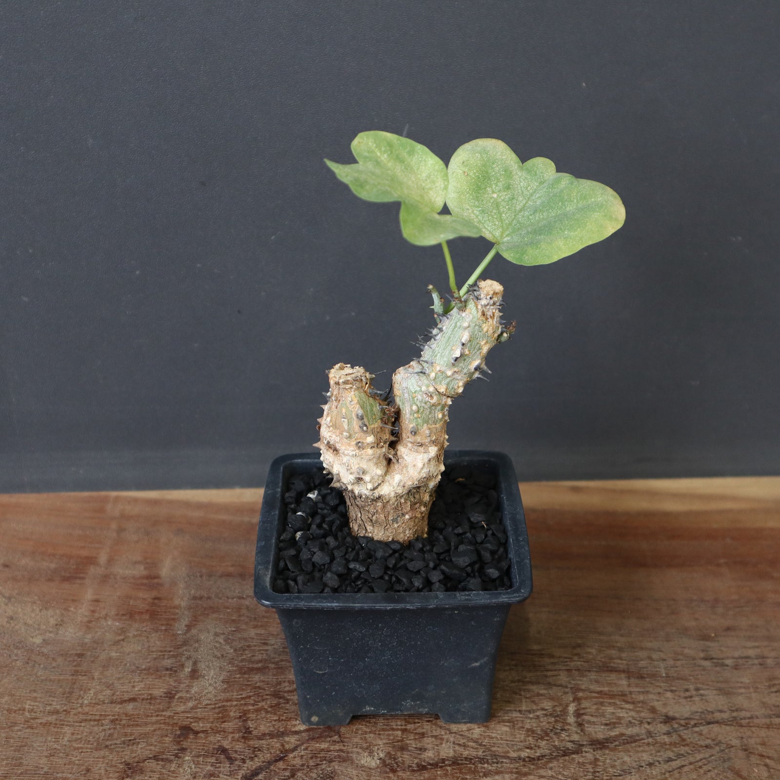 A.アクレアータ 24 – TaiShoDo ONLINE SHOP