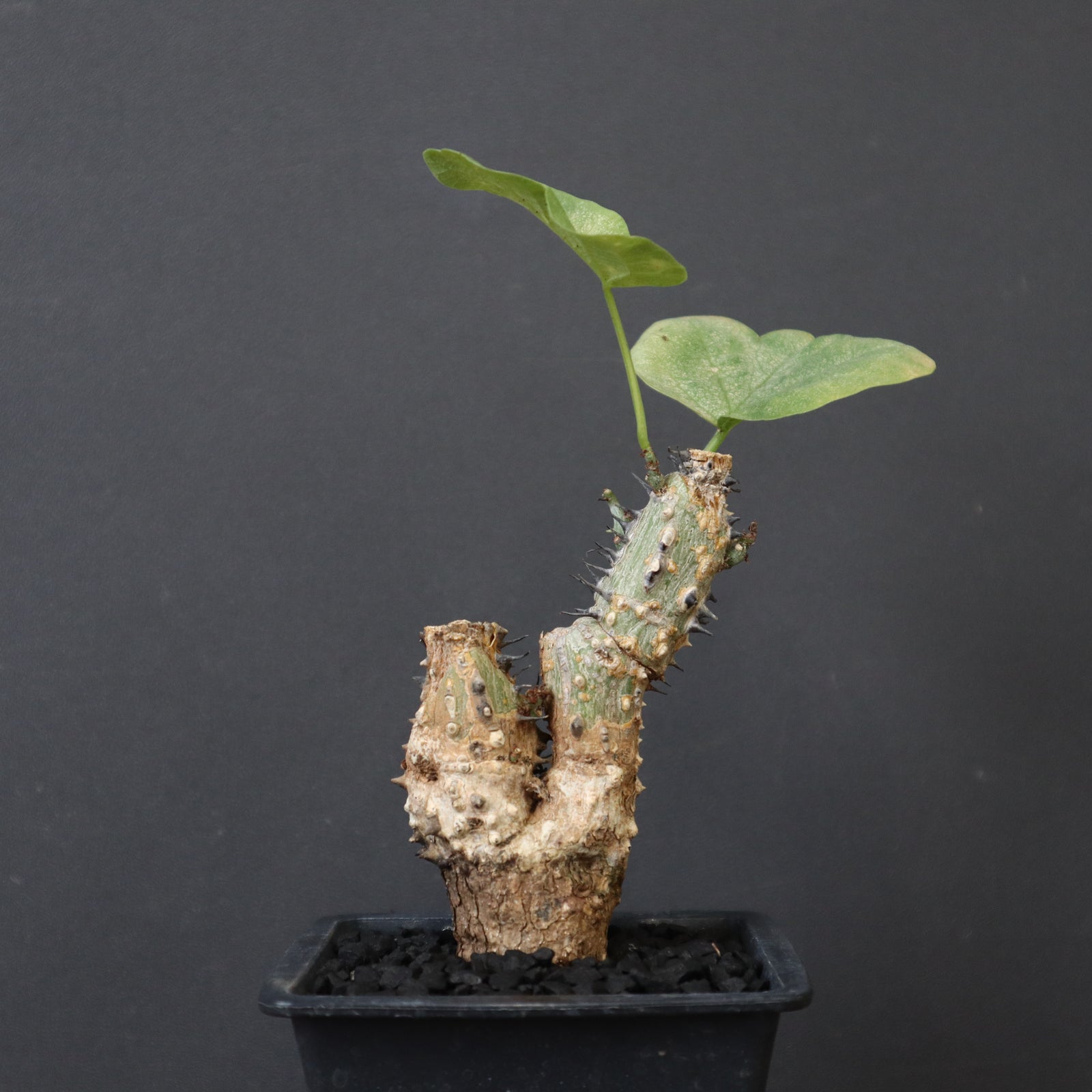 A.アクレアータ 24 – TaiShoDo ONLINE SHOP