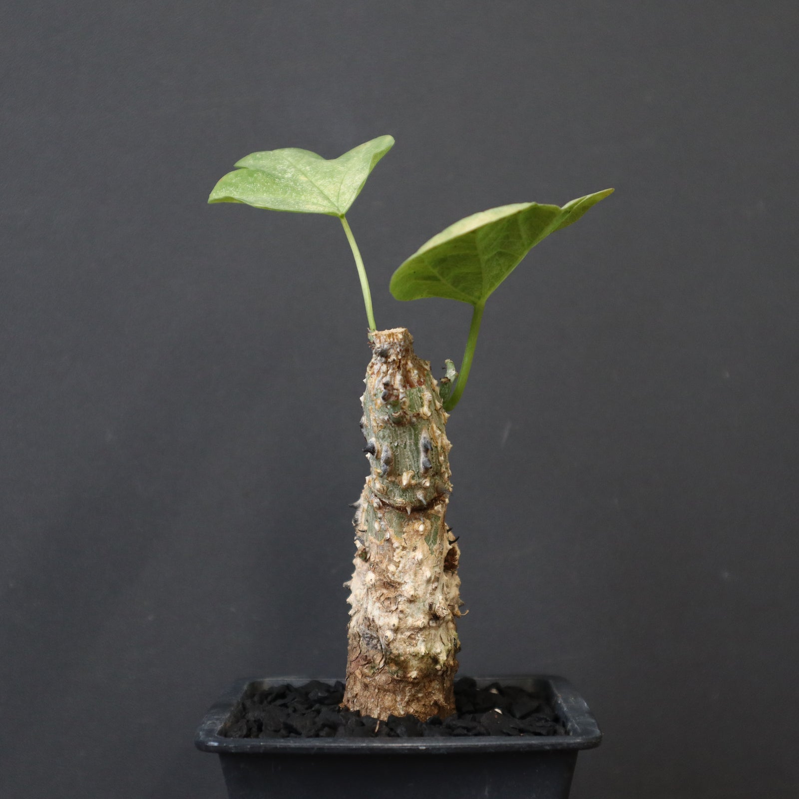 A.アクレアータ 24 – TaiShoDo ONLINE SHOP