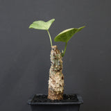 A.アクレアータ 24