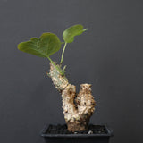 A.アクレアータ 24