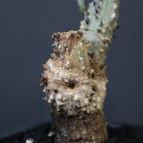 A.アクレアータ 24