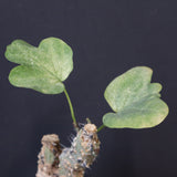 A.アクレアータ 24