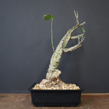 A.アクレアータ 66