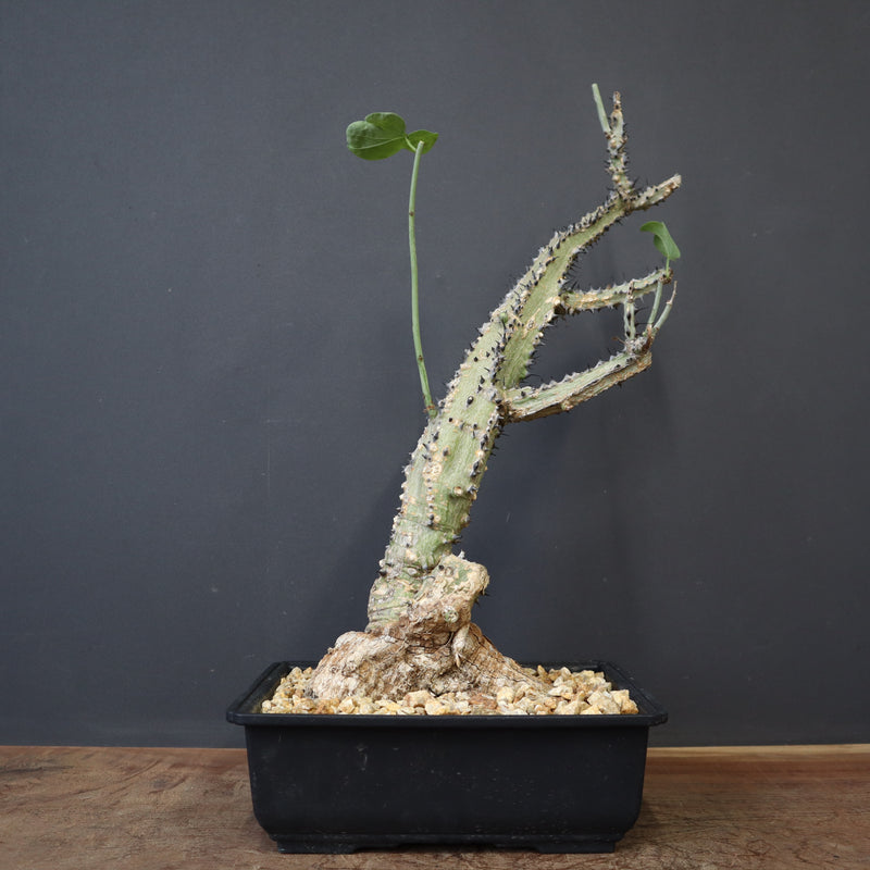 A.アクレアータ 66