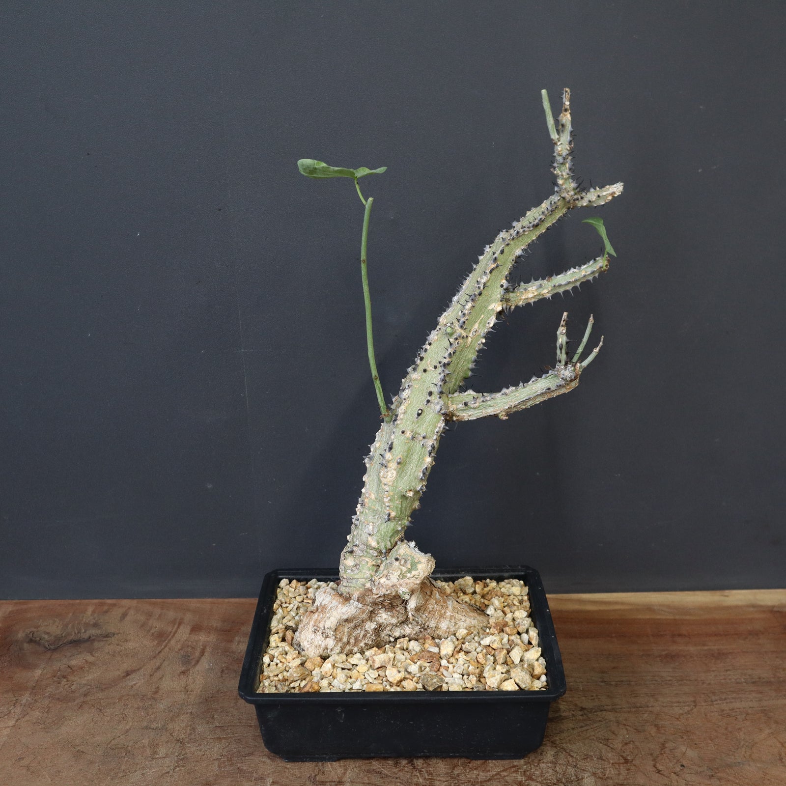 アデニア　アクレアータ アデニア アクレアータ(Adenia aculeata)写真 多肉植物データベース