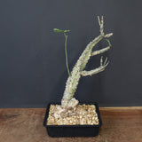 A.アクレアータ 66