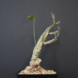 A.アクレアータ 66