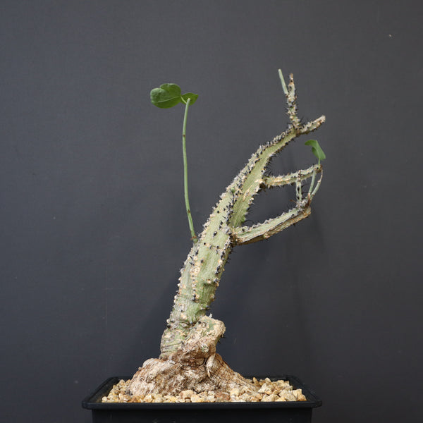 A.アクレアータ 66