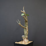 A.アクレアータ 66