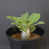 P.レアリー (実生) EC3554