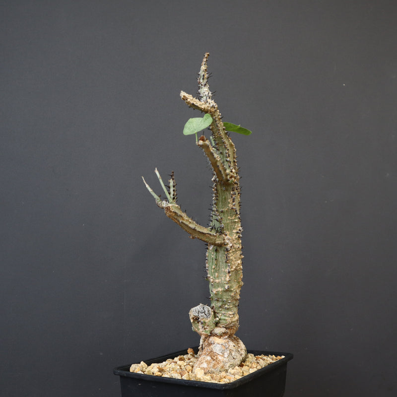 A.アクレアータ 66