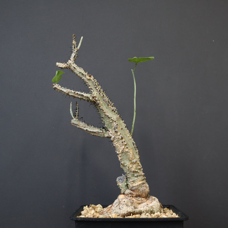 A.アクレアータ 66