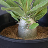 P.レアリー (実生) EC3554