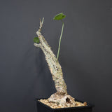 A.アクレアータ 66