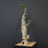 A.アクレアータ 66