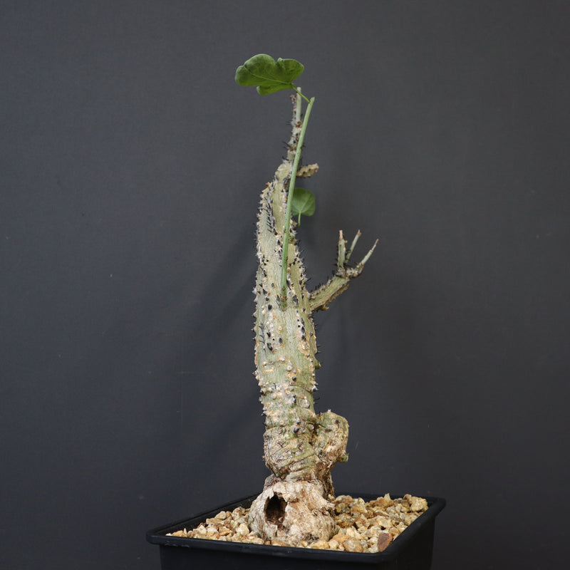 A.アクレアータ 66