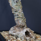 A.アクレアータ 66