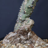 A.アクレアータ 66