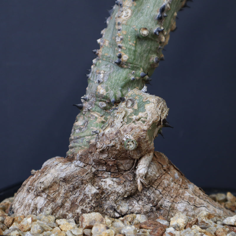 A.アクレアータ 66