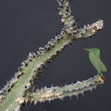 A.アクレアータ 66