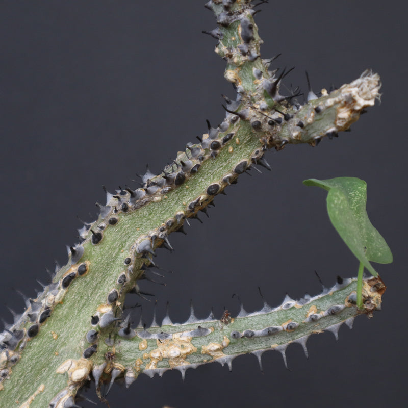 A.アクレアータ 66