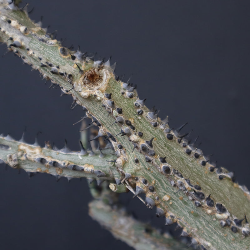 A.アクレアータ 66