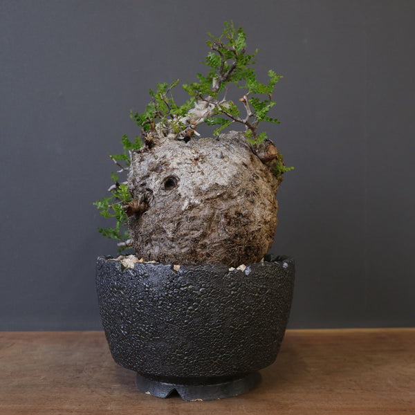 おしゃれ鉢と。 – TaiShoDo ONLINE SHOP