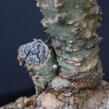 A.アクレアータ 66