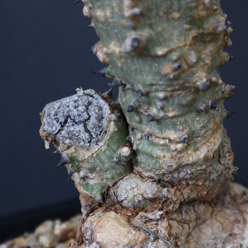 A.アクレアータ 66